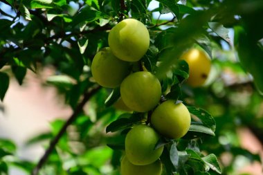 Açık havada yetişen olgun kayısıları olan ağaç, yaz konsepti, yakın görüş.  