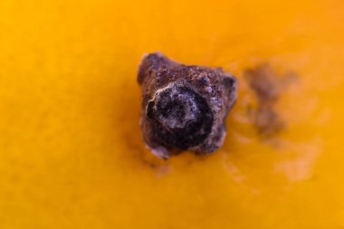 Olgun tatlı portakalın makro manzarası