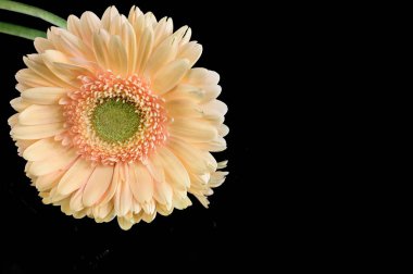 Karanlık arka planda yansıması olan güzel Gerbera çiçeği, yaz konsepti, yakın görüş  