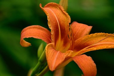 Güneşli yaz gününde bahçede yetişen güzel zambaklar. 