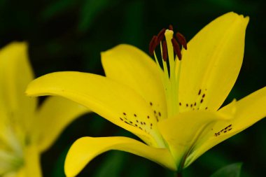 Güneşli yaz gününde bahçede yetişen güzel zambaklar. 