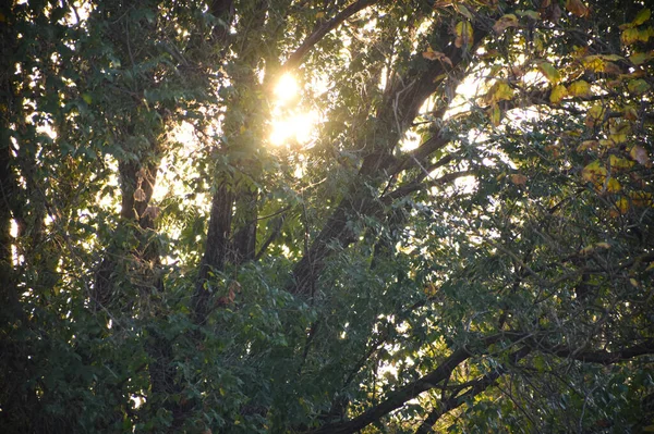 Árvores Verdes Floresta Com Raios Sol — Fotografia de Stock