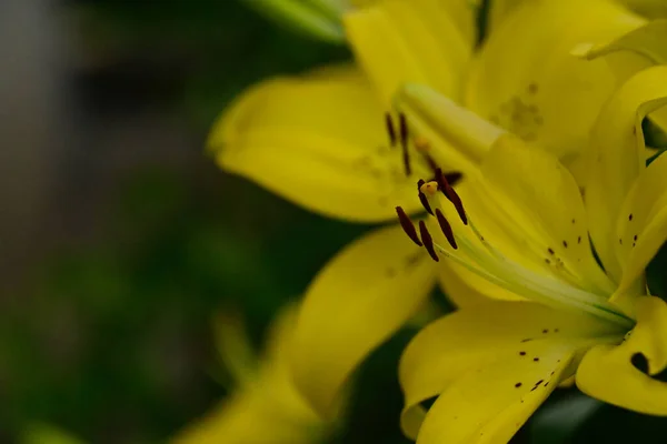 Schöne Lilien Wachsen Garten Sonnigen Sommertag — Stockfoto