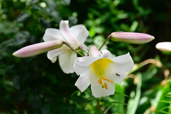 Beaux Lis Poussant Dans Jardin Journée Ensoleillée Été — Photo