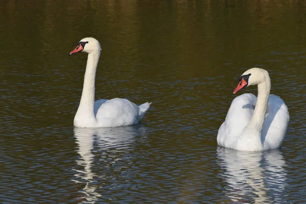 Vackra Vita Svanar Simmar Sjö Vattenytan Sommardagen — Stockfoto