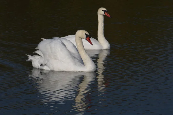 Hermosos Cisnes Blancos Nadando Superficie Del Agua Del Lago Día —  Fotos de Stock