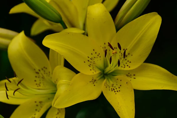 Schöne Lilien Wachsen Garten Sonnigen Sommertag — Stockfoto