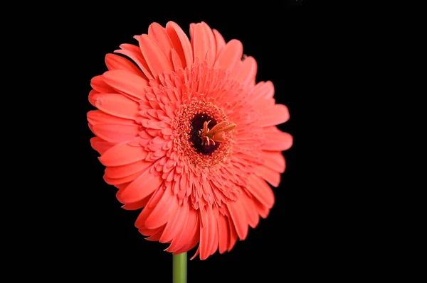 Mooie Gerbera Donkere Achtergrond Zomerconcept Close View — Stockfoto