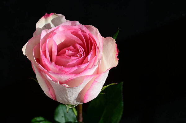 Beautiful rose flower on dark background, summer concept, close view