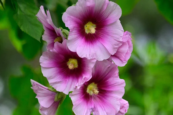 Belas Flores Malva Crescendo Jardim Dia Ensolarado Verão — Fotografia de Stock