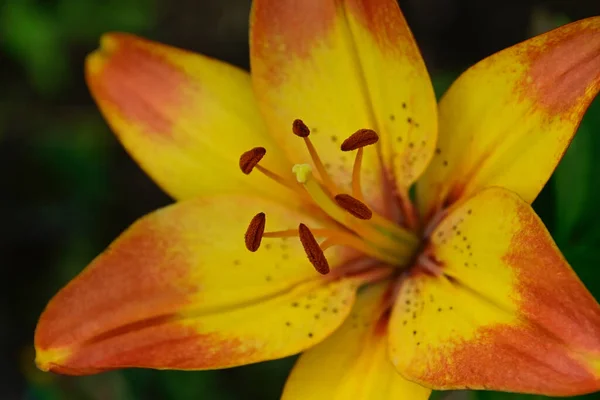 Schöne Lilien Wachsen Garten Sonnigen Sommertag — Stockfoto