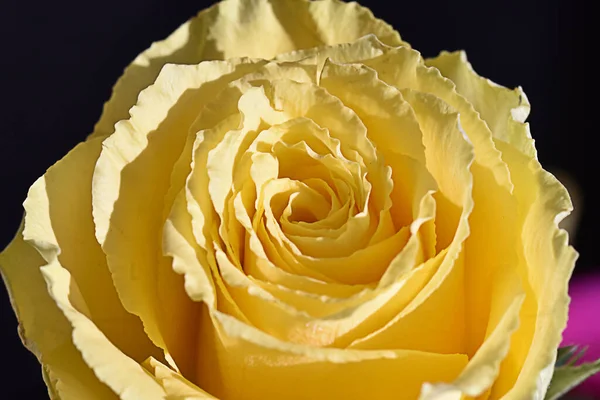 Hermosa Rosa Sobre Fondo Oscuro Concepto Verano Vista Cercana — Foto de Stock