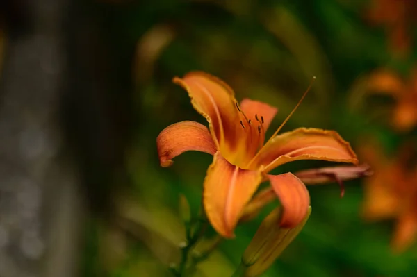 Hermosos Lirios Creciendo Jardín Verano Día Soleado —  Fotos de Stock