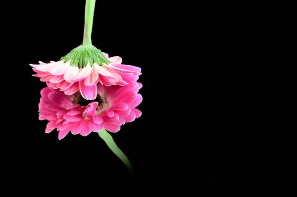 Schöne Gerbera Blume Mit Reflexion Auf Dunklem Hintergrund Sommerkonzept Nahsicht — Stockfoto