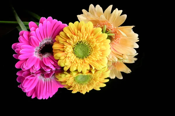 Belas Flores Gerbera Com Reflexões Sobre Fundo Escuro Conceito Verão — Fotografia de Stock