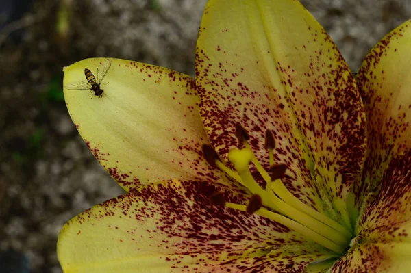 Beaux Lis Poussant Dans Jardin Journée Ensoleillée Été — Photo