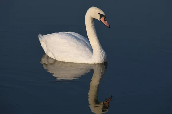 Belo Cisne Branco Nadando Superfície Água Lago Dia Verão — Fotografia de Stock