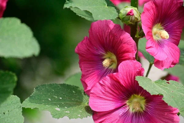 Hermosas Flores Malva Creciendo Jardín Verano Día Soleado —  Fotos de Stock