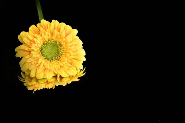 Beautiful Gerbera Flower Reflection Dark Background Summer Concept Close View — Stock Photo, Image