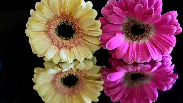 Красивые Цветки Герберы Темном Фоне Летняя Концепция Вид Сверху — стоковое фото