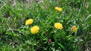 Güneşli yaz gününde çimenlerde yetişen güzel karahindibalar. 