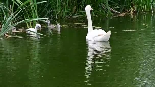 Belo Cisne Branco Com Filhotes Nadando Superfície Água Lago Dia — Vídeo de Stock