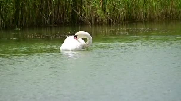 Schöner Weißer Schwan Schwimmt Sommertagen Auf Der Wasseroberfläche Des Sees — Stockvideo