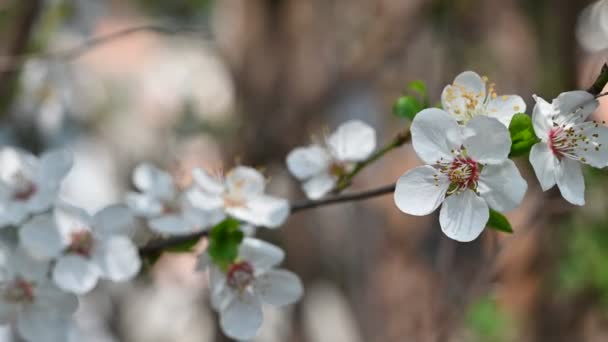 Güzel Çiçekli Elma Ağacı Dalları Yakın Plan Bahar Konsepti — Stok video