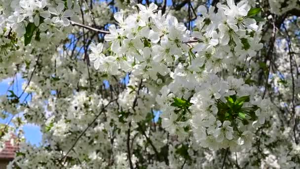 사과나무 가지에는 아름다운 꽃들이 가까이 다가가면 봄이라는 개념이 — 비디오