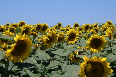 Güneşli yaz günlerinde çayırlarda yetişen güzel ayçiçeklerinin resimsel manzarası  