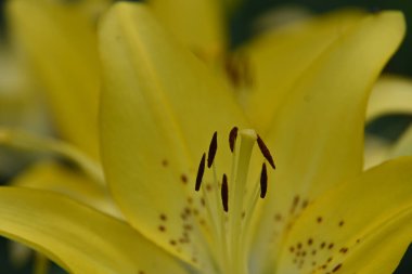 Güneşli yaz gününde bahçede yetişen güzel zambak çiçeği. 