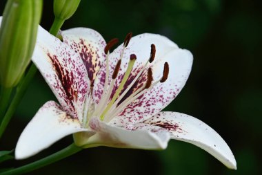 Güneşli yaz gününde bahçede yetişen güzel çiçekler. 