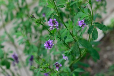 Güneşli yaz gününde bahçede yetişen güzel çiçekler. 