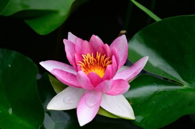 Güzel çiçek açan nilüfer çiçekleri yaz günü gölette büyür. 