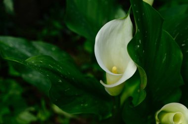 Güneşli yaz gününde bahçede yetişen güzel çiçekler. 