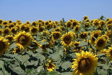 Güneşli yaz günlerinde çayırlarda yetişen güzel ayçiçeklerinin resimsel manzarası  
