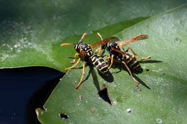 Yaz günü göletteki nilüfer yaprağı üzerindeki eşekarıları 