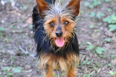 Tatlı köpek yaz günü dışarıda eğleniyor.