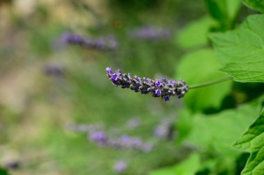 Güneşli yaz gününde bahçede yetişen güzel çiçekler. 