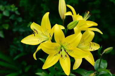 Güneşli yaz gününde bahçede yetişen güzel zambaklar. 