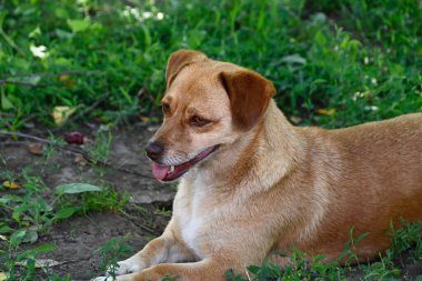 Tatlı köpek yaz günü dışarıda eğleniyor.