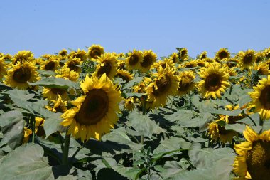 Güneşli yaz günlerinde çayırlarda yetişen güzel ayçiçeklerinin resimsel manzarası  