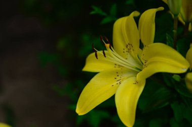 Güneşli yaz gününde bahçede yetişen güzel zambak çiçeği. 