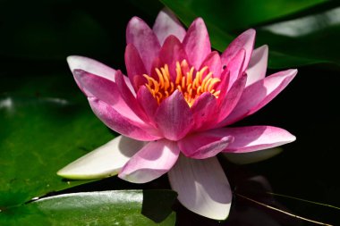 Güzel çiçek açan nilüfer çiçekleri yaz günü gölette büyür. 