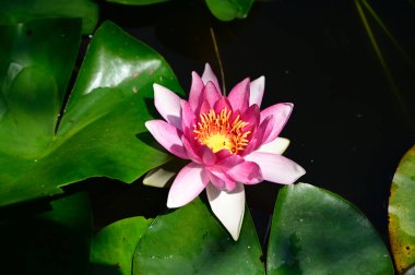 Güzel çiçek açan nilüfer çiçekleri yaz günü gölette büyür. 