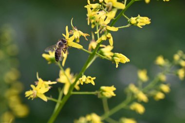 Doğada güzel çiçekler