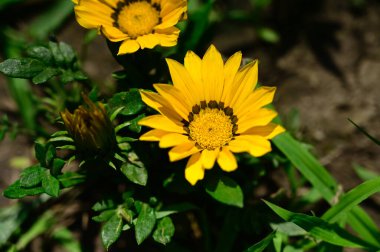 Güneşli yaz gününde bahçede yetişen güzel çiçekler. 