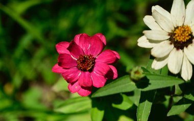 Güneşli yaz gününde bahçede yetişen güzel çiçekler. 