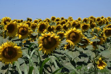 Güneşli yaz günlerinde çayırlarda yetişen güzel ayçiçeklerinin resimsel manzarası  