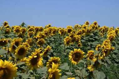 Güneşli yaz günlerinde çayırlarda yetişen güzel ayçiçeklerinin resimsel manzarası  